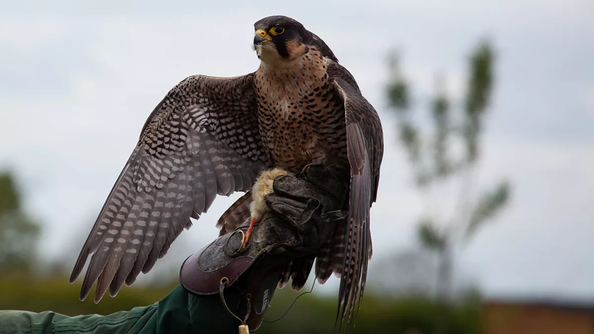 First Ghayathi Falcon Championship 2024 will be held in Abu Dhabi from January 6 to 10