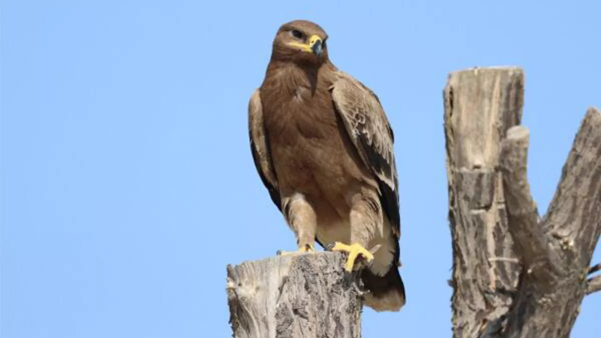 Common cuckoo makes a rare visit to Al Qudra Lake