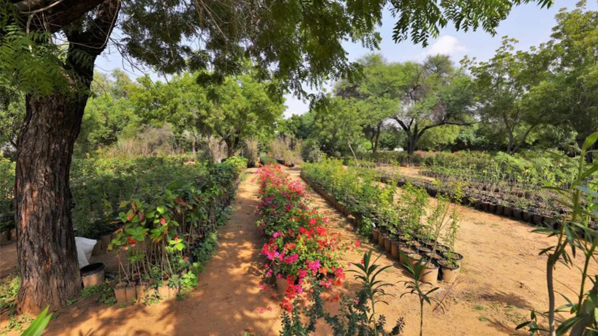 Over 22 million square metres of gardens, grass cover and trees greens the Sharjah city 