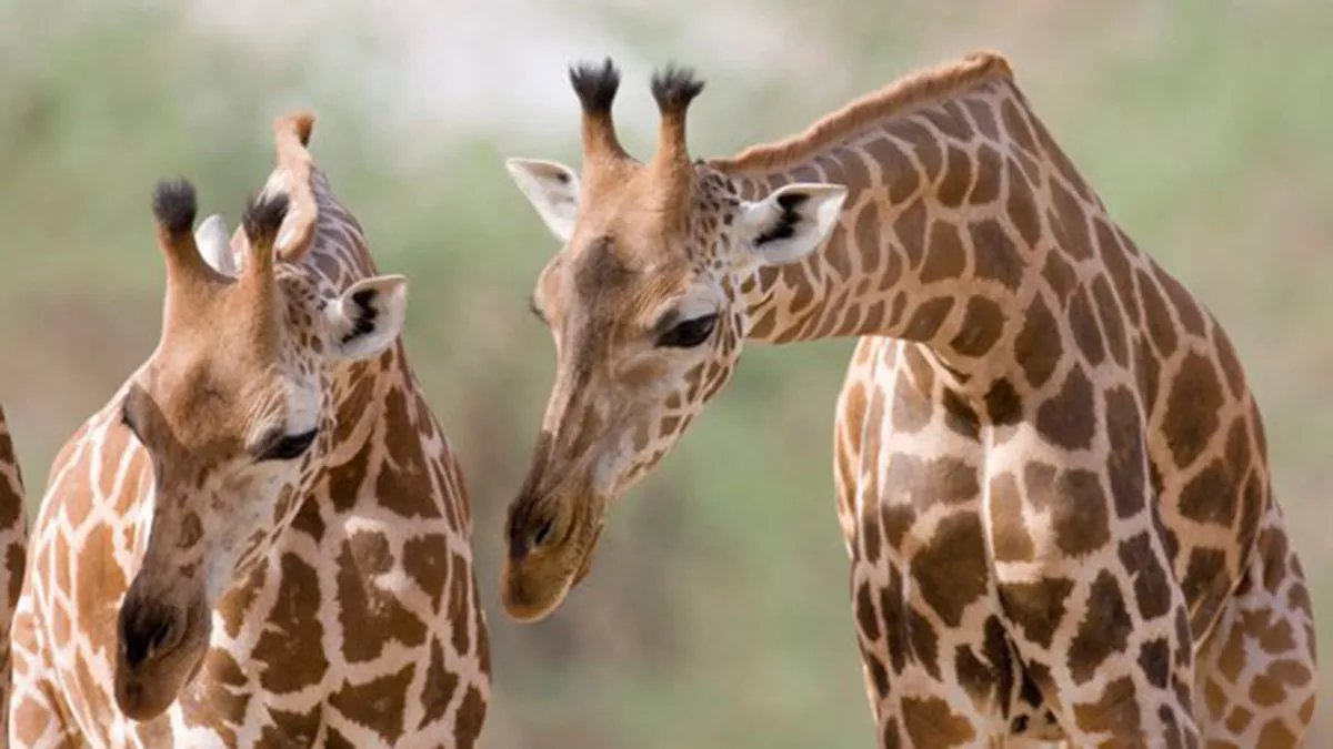 Senior citizens and expats could enter Al Ain Zoo for free