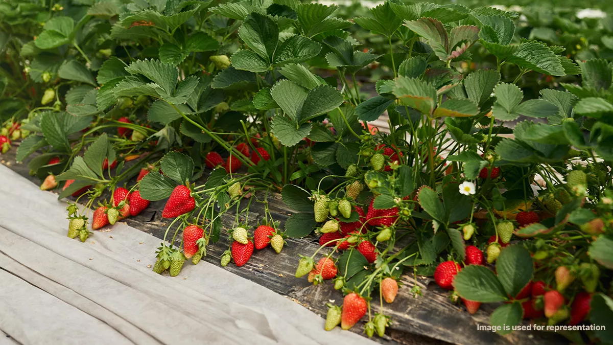 Small-scale plant production farms in Abu Dhabi will be regulated by authorities; aims to improve the quality of local agricultural products