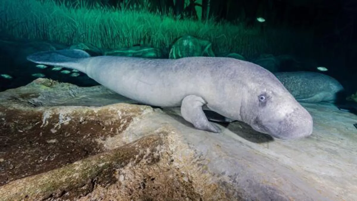 National Aquarium Abu Dhabi organised an underwater iftar for its newest residents - two African Manatees