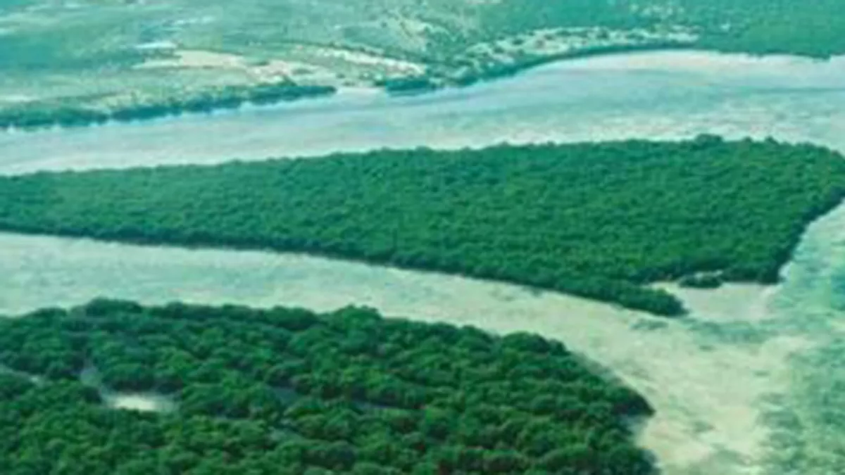 Environment Agency – Abu Dhabi announced its success in planting of 44 million mangrove trees in the emirate 