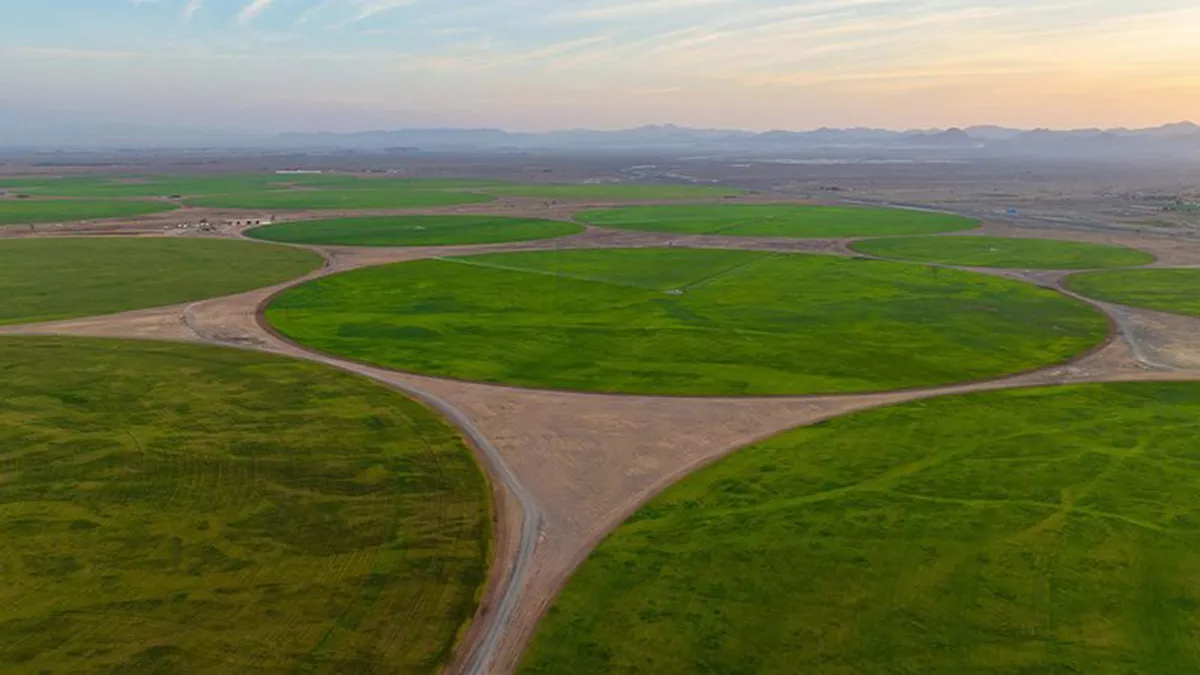 Wheat farm in Mleiha region enters its second year signifying a new phase in the food security 