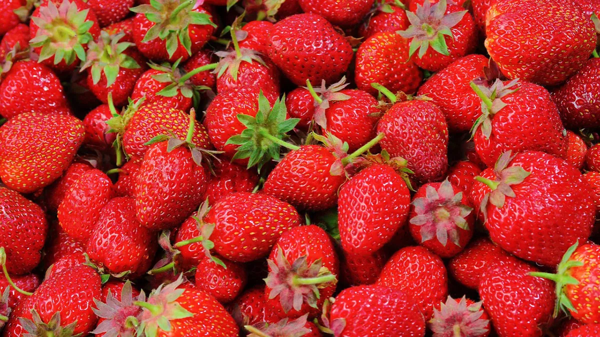 Strawberry farm in Hatta offers a unique pick-your-own strawberry experience along with free entry