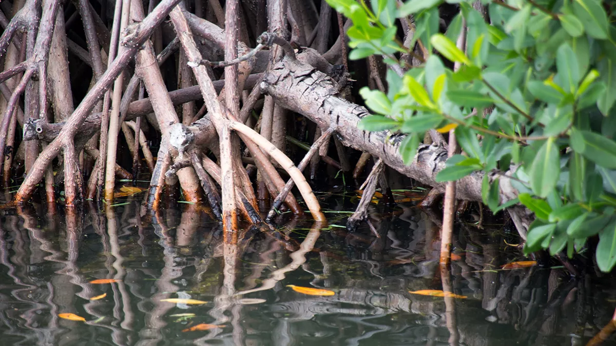 UAE endorsed the Mangrove Breakthrough aiming to restore and protect 15 million hectares of trees globally by 2030