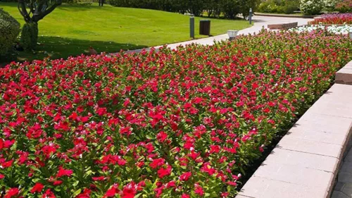 Abu Dhabi City Municipality has planted more than 5 million flowers this summer