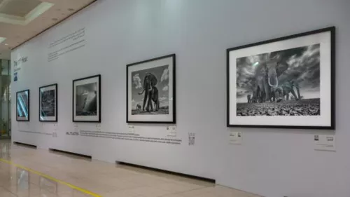 Passageway between concourses B and C at Dubai International airport has been transformed into a canvas showcasing wildlife beauty and diversity 