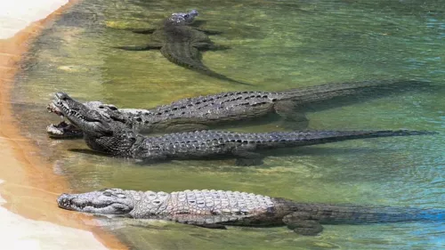 Latest family-friendly attraction – the Dubai Crocodile Park is set to open its doors tomorrow