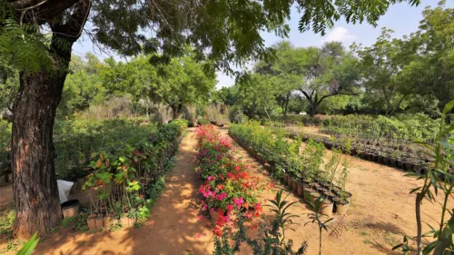 Over 22 million square metres of gardens, grass cover and trees greens the Sharjah city 