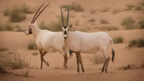 MoCCAE announced that nine internationally significant key biodiversity areas has been identified 