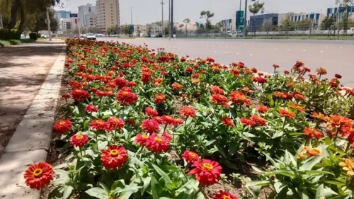 Abu Dhabi City Municipality has planted 6,500,000 flowers for the summer season