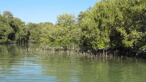 A week-long campaign seeks to add 50,000 more mangrove trees in the UAE as part of the 44th Planting Week