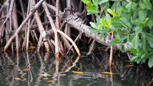 UAE endorsed the Mangrove Breakthrough aiming to restore and protect 15 million hectares of trees globally by 2030